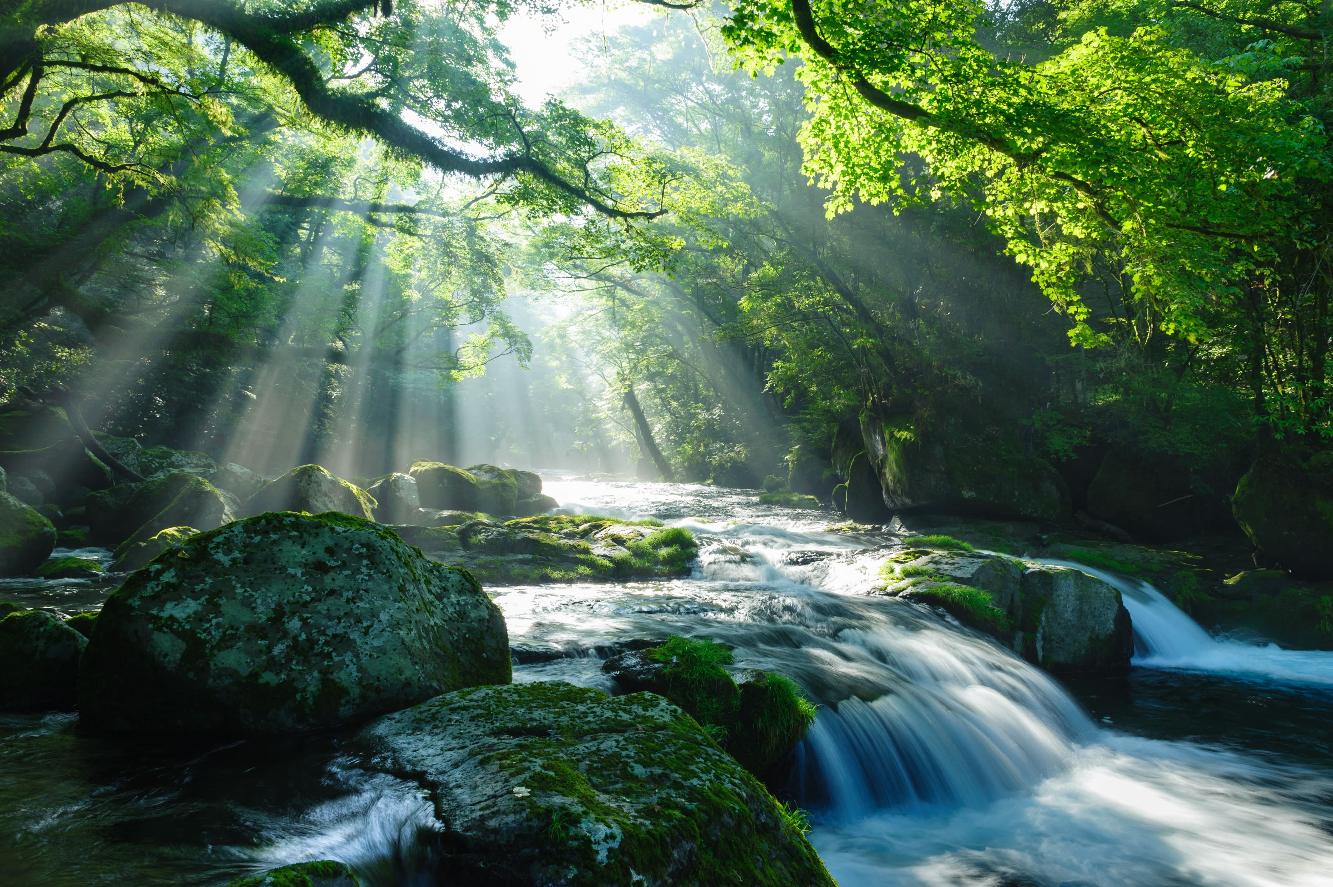 森の光が差し込む滝と清流の自然風景